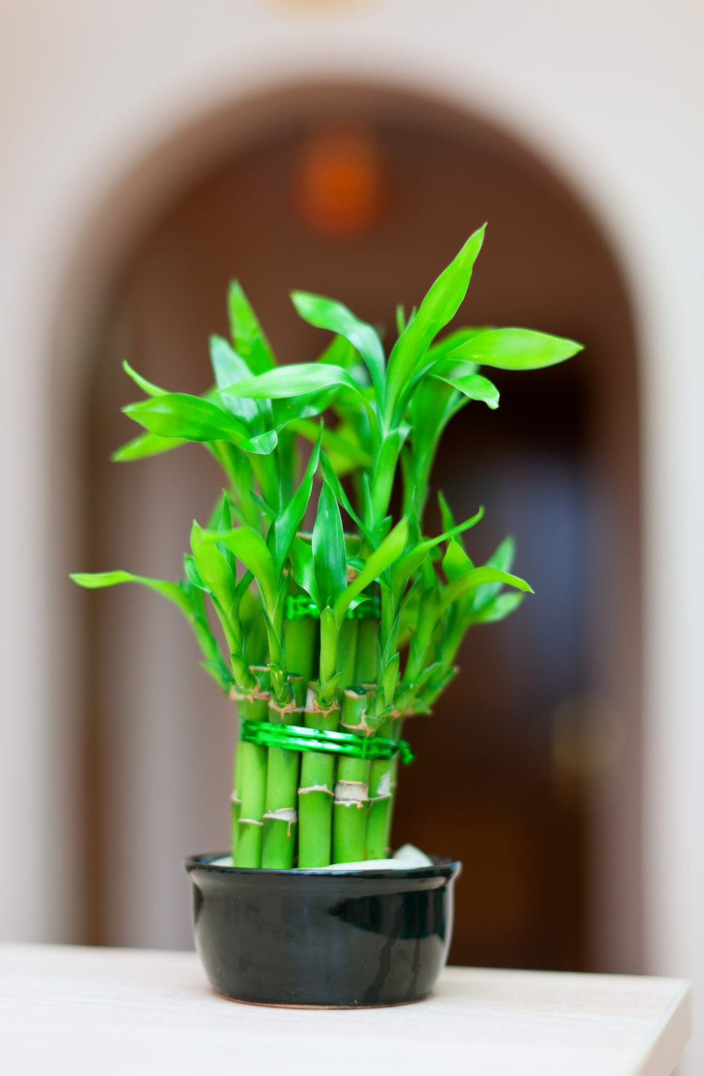 Conheça o bambu da sorte a planta que atrai boas energias