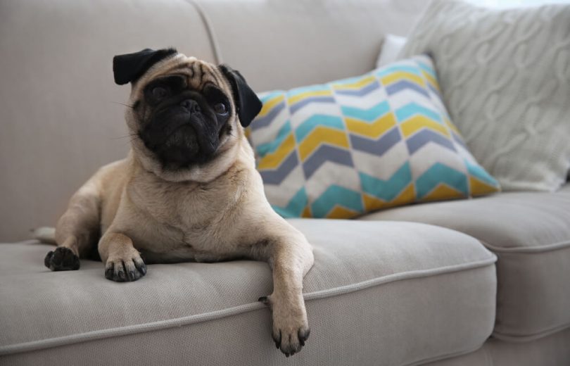 Veja As Melhores Ra As De Cachorro Para Apartamento